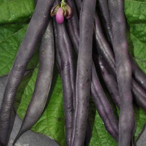 B�nner fr�. Purple Queen. Phaseolus vulgaris. Busk. XL pose. Ca. 320 Fr�.