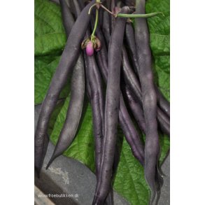 Bnner. Purple Queen. Phaseolus vulgaris. Busk. Fr.