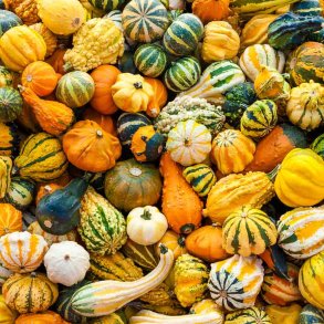 Grskar. Dekoration. Cucurbita pepo. Fr.