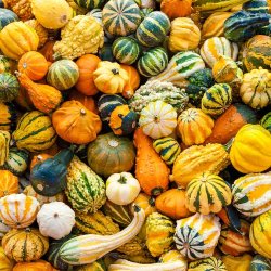 Grskar. Dekoration. Cucurbita pepo. Fr.