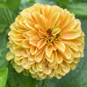 Fr�kenhat fr�. Queen lemon peach.  Zinnia elegans. Ca. 25 Fr�
