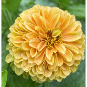 Frkenhat. Queen lemon peach.  Zinnia elegans. Fr