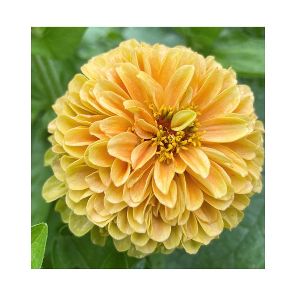 Frkenhat. Queen lemon peach.  Zinnia elegans. Fr