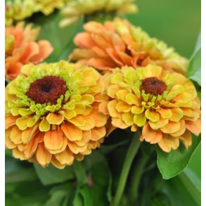 Frkenhat. Queen lime orange. Zinnia elegans. Fr