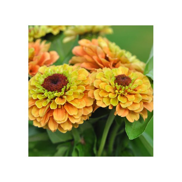 Frkenhat. Queen lime orange. Zinnia elegans. Fr