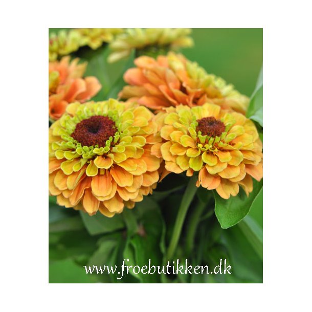 Frkenhat. Queen lime orange. Zinnia elegans. Fr