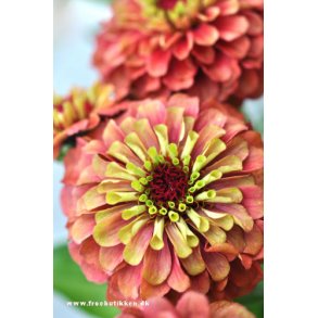 Frkenhat. Zinnia elegans. Queen lime red. Fr.