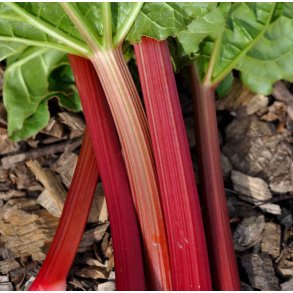 Rabarber. Victoria. Rheum rhabarbarum. Fr.