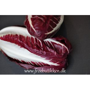 Radicchio / Cikoriesalat.  Rossa di Treviso. Cichorium intybus. Fr