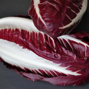 Radicchio fr� / Cikoriesalat.  Rossa di Treviso. Cichorium intybus. Ca. 575 Fr�