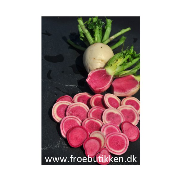 Radiser. Red meat. Raphanus sativus. Fr.