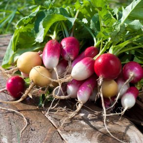 Radiser fr�. Easter egg. Raphanus sativus. Ca. 375 Fr�