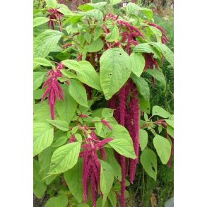 Rvehaler. Rd. Amaranthus caudatus. Fr.