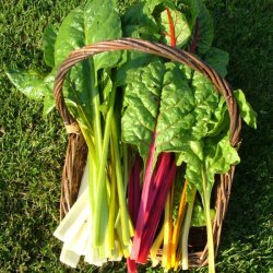 Bladbeder fr. Rainbow mixed. Beta vulgaris L. var. cicla.  Ca. 270 Fr.