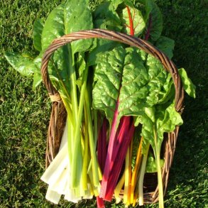 Bladbeder fr. Rainbow mixed. Beta vulgaris L. var. cicla.  Ca. 270 Fr.