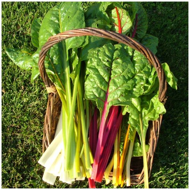 Bladbeder fr. Rainbow mixed. Beta vulgaris L. var. cicla.  Ca. 270 Fr.