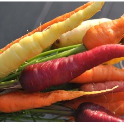 Gulerod fr�. Rainbow. Daucus carota var. sativus. Ca. 550 Fr�.