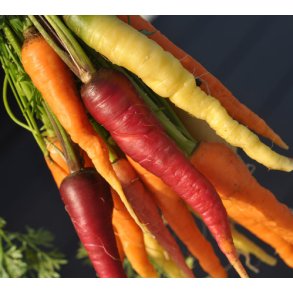 Gulerod. Rainbow. Daucus carota var. sativus. Fr.