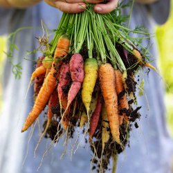 Gulerod fr�. Rainbow. Daucus carota var. sativus. Ca. 550 Fr�.