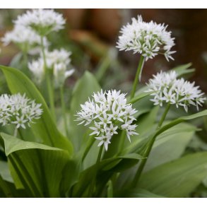 Ramslg. Allium ursinum.  Fr.