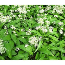 Ramslg. Allium ursinum.  Fr.