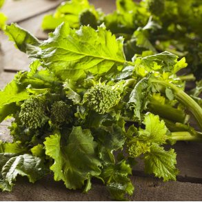 Broccoli. Rapini / Vinterbroccoli. Brassica rapa var. Cymosa. Fr