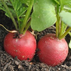 Radiser fr�. Raxe. Raphanus sativus. Ca. 300 �kologiske fr�.