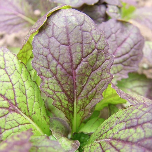 Asia salat fr�. Red giant. Brassica juncea var integrifolia. Ca. 350 �kologiske fr�.