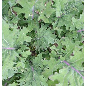 Grnkl. Red russian. Brassica oleracea acephala. Fr