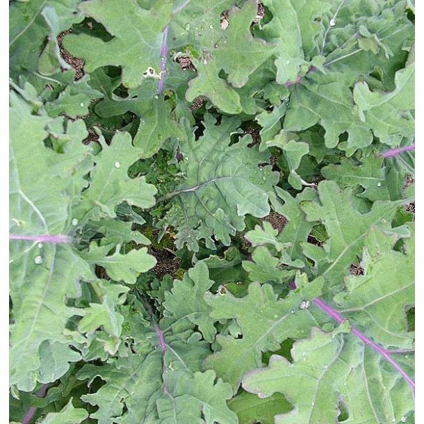 Grnkl. Red russian. Brassica oleracea acephala. Fr