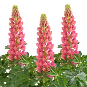Lupiner fr�. Red shades. Lupinus polyphyllus Lupini. Ca. 45 Fr�