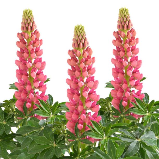 Lupiner fr�. Red shades. Lupinus polyphyllus Lupini. Ca. 45 Fr�
