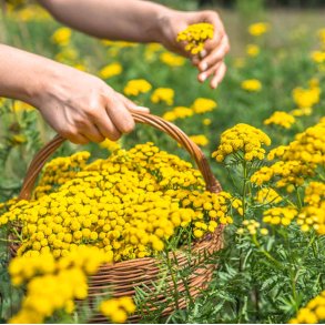 Rejnfan. Guldknap. Tanacetum vulgare. Fr