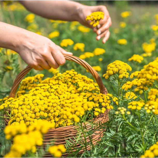 Rejnfan. Guldknap. Tanacetum vulgare. Fr