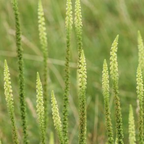 Farvereseda /Farve-vau. Reseda luteola. Fr