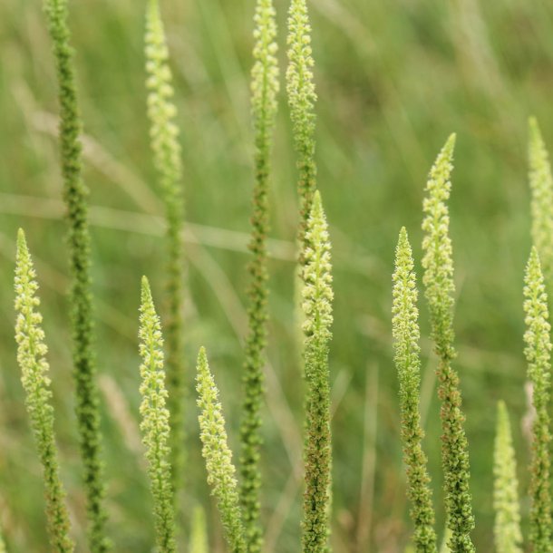 Farvereseda fr/Farve-vau. Reseda luteola. Ca. 500 Fr