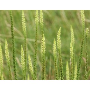 Farvereseda /Farve-vau. Reseda luteola. Fr