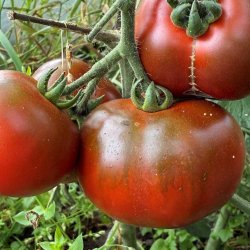 Tomat fr�. Revilla. Solanum lycopersicum. Ca. 10 fr�