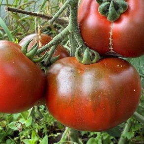 Tomat fr�. Revilla. Solanum lycopersicum. Ca. 10 fr�