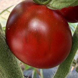 Tomat fr�. Revilla. Solanum lycopersicum. Ca. 10 fr�