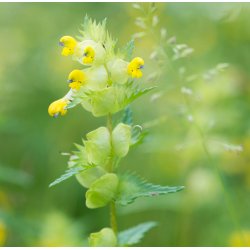 Liden skjaller. Rhinanthus minor. Fr