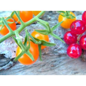 Tomat. Currant goldrush. Lycopersicum pimpenellifolium. Fr