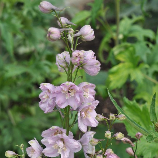 Riddersporer. Astolat. Delphinium x cultorum. Ca. 140 Fr�.
