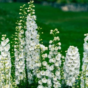 Ridderspore. Delphinium x cultorum. Galahad. Ca. 140 Fr�