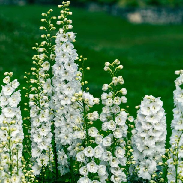 Ridderspore. Delphinium x cultorum. Galahad. Ca. 140 Fr�