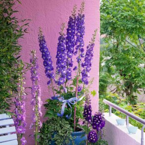 Ridderspore fr�. Giant Pacific. Delphinium cultorum. Ca. 220 Fr�