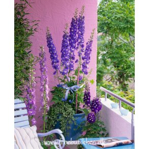 Riddersporer. Delphinium cultorum. Giant Pacific. Fr