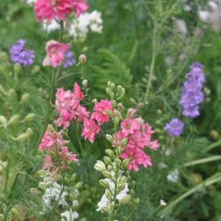 Ridderspore fr. Imperial. Delphinium consolida. Ca. 175 kologiske fr