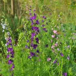 Ridderspore fr. Imperial. Delphinium consolida. Ca. 175 kologiske fr