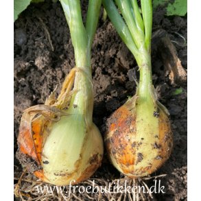 Lg. Rijnsburger 5. Allium cepa L. Fr.